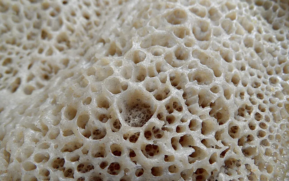 Injera — close-up of the fermented teff bread's honeycomb 'eyes'